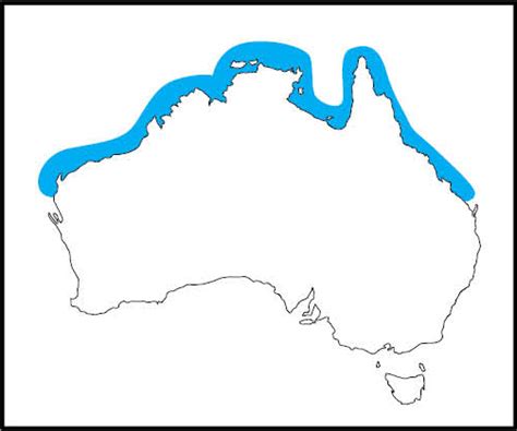 box jellyfish distribution australia|box jellyfish venom name.